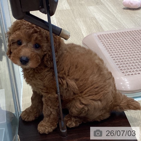 宮城県のトイプードル(トイ) (ペットプラス 仙台泉大沢店/2026年4月24日生まれ/女の子/レッド)の子犬の3枚目の画像