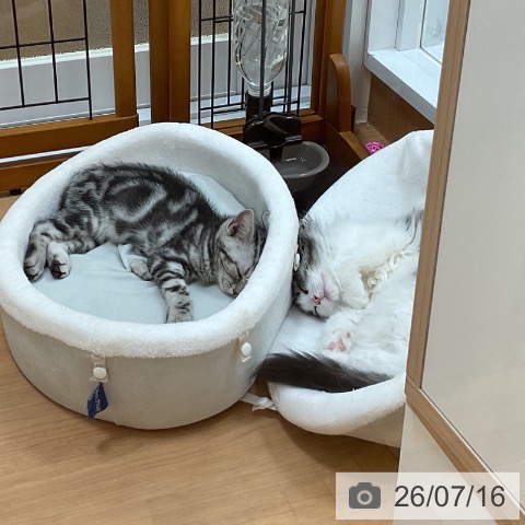 埼玉県のアメリカンショートヘアー (ペッツワン 浦和美園店/2026年4月24日生まれ/女の子/シルバータビー)の子猫の4枚目の画像