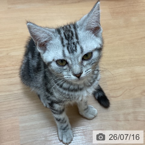 埼玉県のアメリカンショートヘアー (ペッツワン 浦和美園店/2026年4月24日生まれ/女の子/シルバータビー)の子猫の3枚目の画像