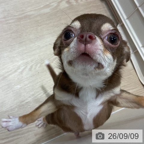 チワワの写真