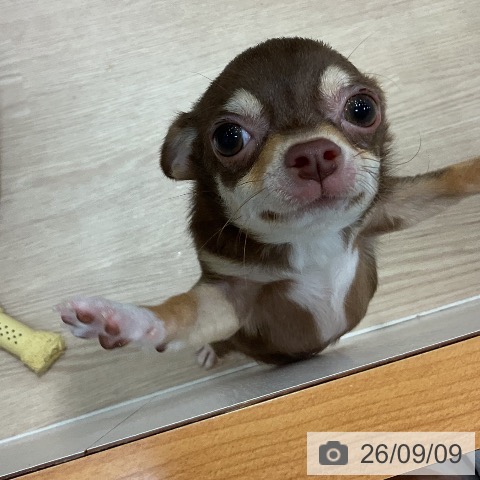 チワワの写真