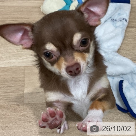 千葉県のチワワ(ロング) (ペットプラス 木更津店/2026年4月16日生まれ/男の子/チョコレートタンホワイト)の子犬の3枚目の画像