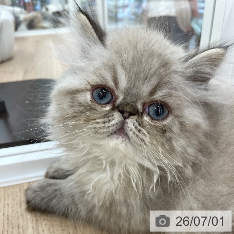 埼玉県のエキゾチック (ペットプラス ららぽーと富士見店/2026年4月18日生まれ/男の子/シールポイント)の子猫の3枚目の画像