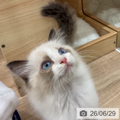 ラグドールの写真