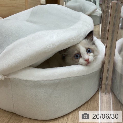 ラグドールの写真