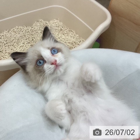 ラグドールの写真