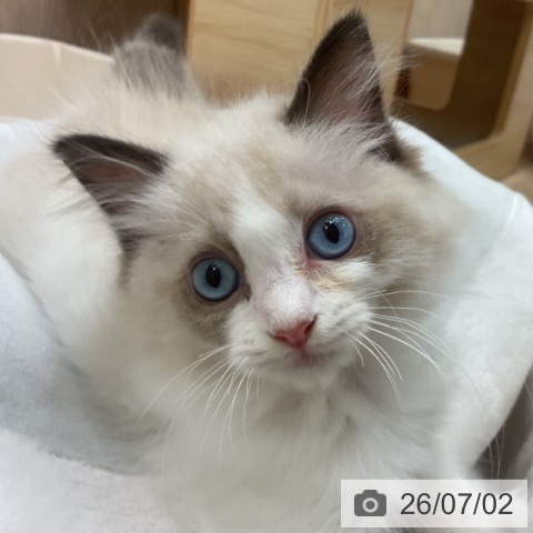 ラグドールの写真