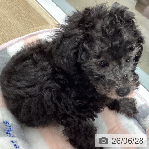 千葉県のトイプードル(トイ) (ペットプラス 船橋店/2026年4月24日生まれ/男の子/グレー)の子犬の3枚目の画像