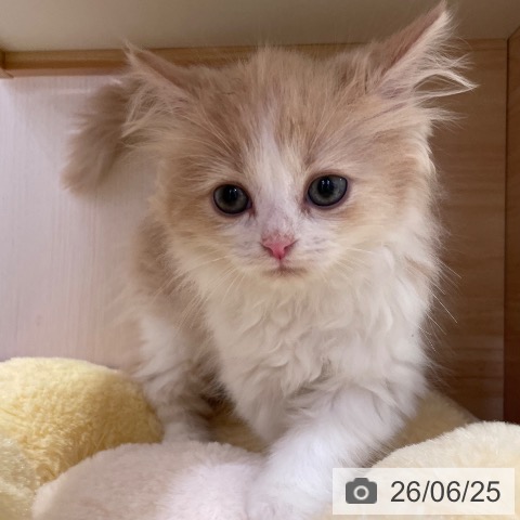 千葉県のラガマフィン (ペットプラス 幕張新都心店/2026年4月17日生まれ/男の子/クリームタビーホワイト)の子猫の3枚目の画像