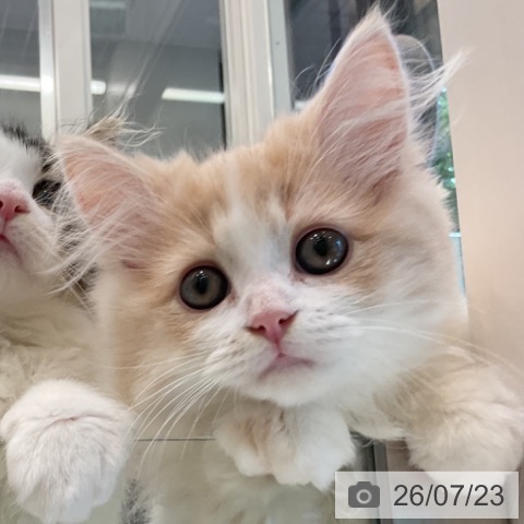ラガマフィンの写真