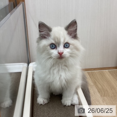 岩手県のラグドール (ペットプラス 盛岡南店/2026年4月20日生まれ/男の子/ブルーポイントバイカラー)の子猫の4枚目の画像