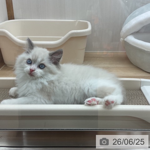 岩手県のラグドール (ペットプラス 盛岡南店/2026年4月20日生まれ/男の子/ブルーポイントバイカラー)の子猫の3枚目の画像