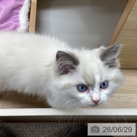 岩手県のラグドール (ペットプラス 盛岡南店/2026年4月20日生まれ/男の子/ブルーポイントバイカラー)の子猫の3枚目の画像