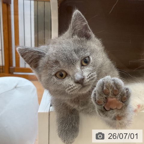埼玉県のブリティッシュショートヘアー (ペッツワン 浦和美園店/2026年4月23日生まれ/男の子/ブルー)の子猫の3枚目の画像