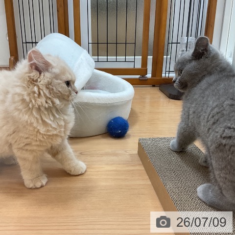 埼玉県のブリティッシュショートヘアー (ペッツワン 浦和美園店/2026年4月23日生まれ/男の子/ブルー)の子猫の4枚目の画像