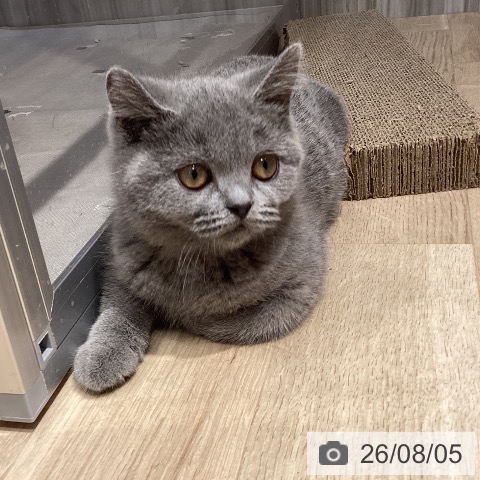 群馬県のブリティッシュショートヘアー (ペットプラス イオンモール太田店/2026年4月23日生まれ/女の子/ブルー)の子猫の4枚目の画像