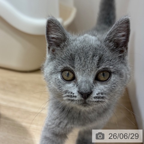 ブリティッシュショートヘアの写真