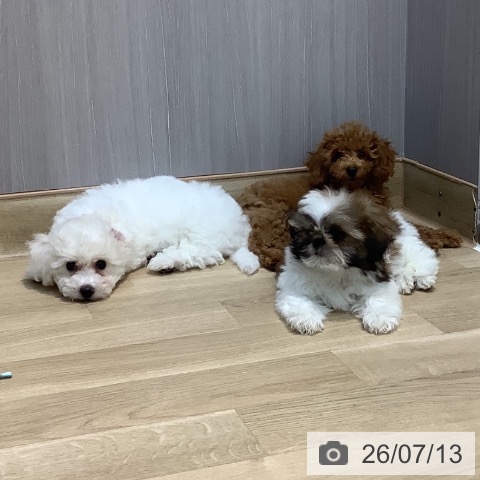 埼玉県のビションフリーゼ (ペットプラス ららぽーと新三郷店/2026年4月23日生まれ/男の子/ホワイト)の子犬の3枚目の画像