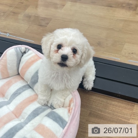 茨城県のビションフリーゼ (ペッツワン つくば店/2026年4月23日生まれ/男の子/ホワイト)の子犬の3枚目の画像