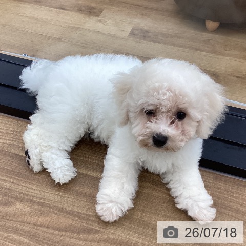 茨城県のビションフリーゼ (ペッツワン つくば店/2026年4月23日生まれ/男の子/ホワイト)の子犬の3枚目の画像