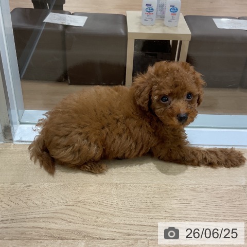 岩手県のトイプードル(トイ) (ペットプラス 盛岡南店/2026年4月24日生まれ/男の子/レッド)の子犬の3枚目の画像