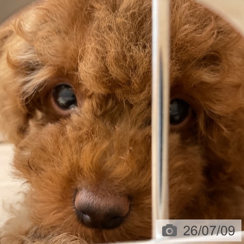 埼玉県のトイプードル(トイ) (ペッツワン 浦和美園店/2026年4月24日生まれ/男の子/レッド)の子犬の4枚目の画像