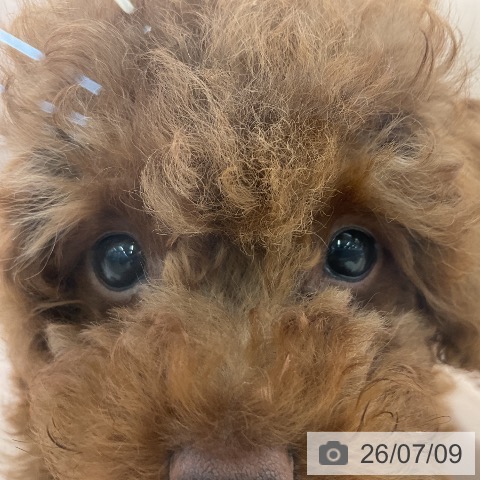 埼玉県のトイプードル(トイ) (ペッツワン 浦和美園店/2026年4月24日生まれ/男の子/レッド)の子犬の3枚目の画像