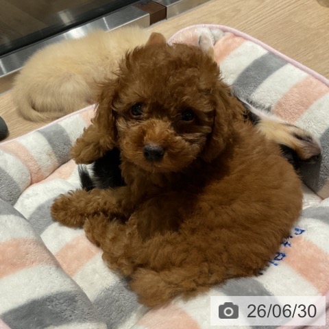 埼玉県のトイプードル(トイ) (ペットプラス コクーンシティ店/2026年4月24日生まれ/女の子/レッド)の子犬の3枚目の画像