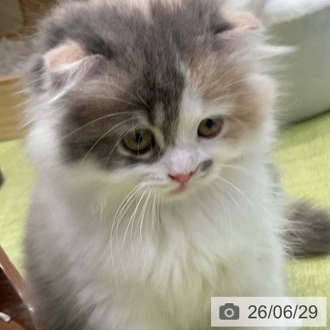 千葉県のスコティッシュフォールド (ペットプラス 幕張新都心店/2026年4月23日生まれ/女の子/ダイリュートキャリコ)の子猫の3枚目の画像