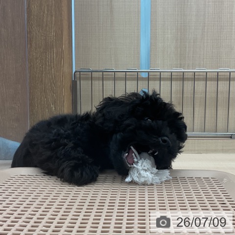 埼玉県のトイプードル(トイ) (ペッツワン 浦和美園店/2026年4月24日生まれ/男の子/ブラック)の子犬の3枚目の画像