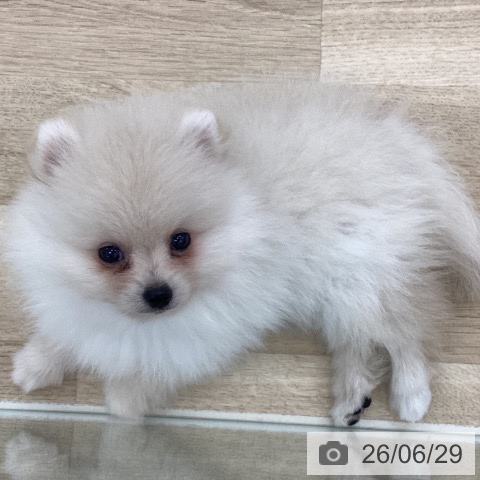 山梨県のポメラニアン (ペットプラス 甲府国母店/2026年4月20日生まれ/男の子/クリーム)の子犬の4枚目の画像