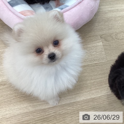 山梨県のポメラニアン (ペットプラス 甲府国母店/2026年4月20日生まれ/男の子/クリーム)の子犬の3枚目の画像