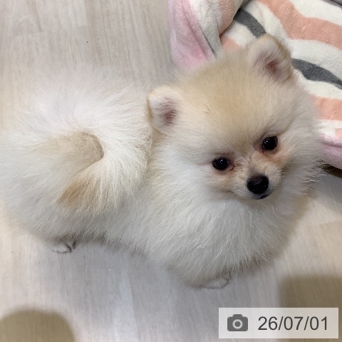 ポメラニアンの写真