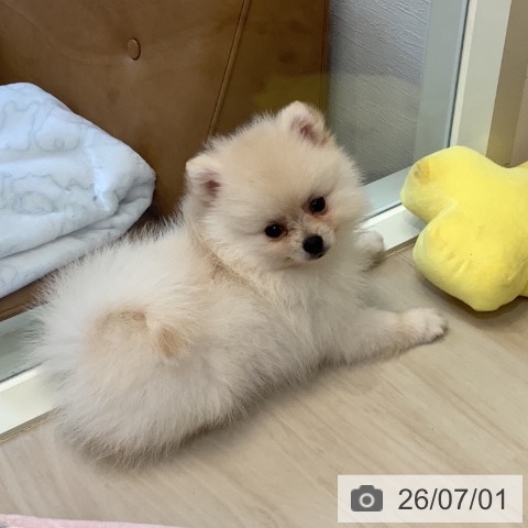 ポメラニアンの写真