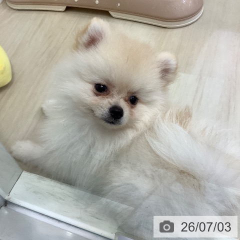 ポメラニアンの写真