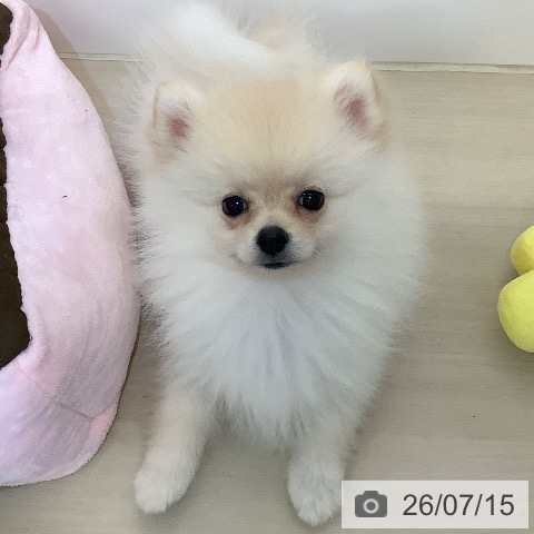 ポメラニアンの写真