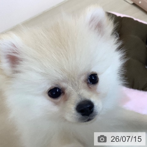 ポメラニアンの写真