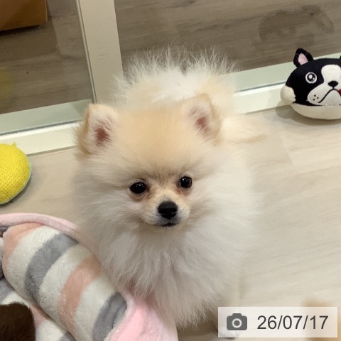 ポメラニアンの写真