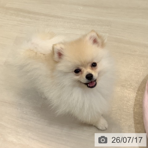ポメラニアンの写真