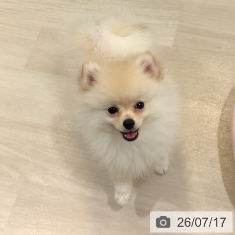 ポメラニアンの写真