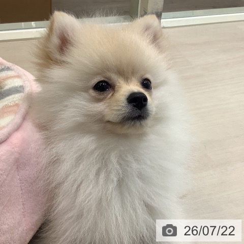 ポメラニアンの写真