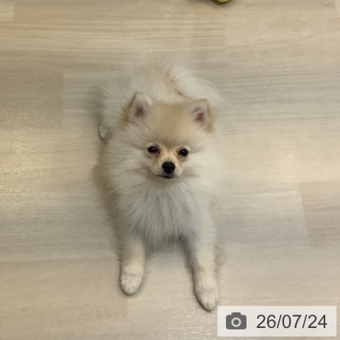 ポメラニアンの写真