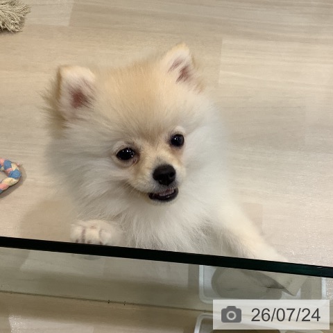 ポメラニアンの写真