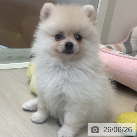 ポメラニアンの写真