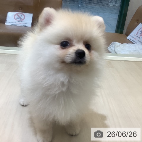 ポメラニアンの写真