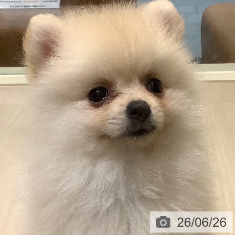 ポメラニアンの写真