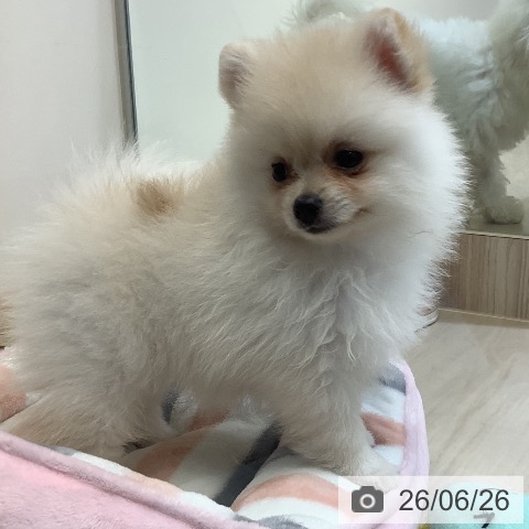 ポメラニアンの写真