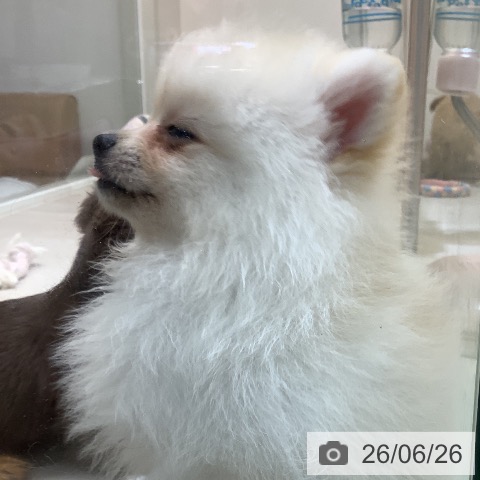 ポメラニアンの写真