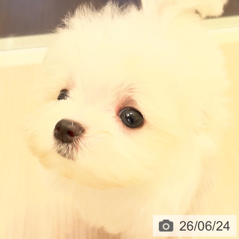 マルチーズの写真