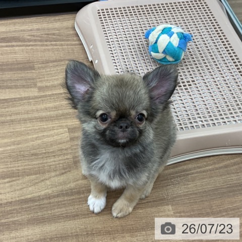 チワワの写真